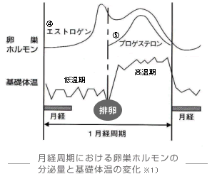 月経について